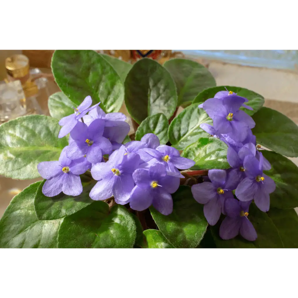 Troubleshooting African Violets: Combatting Pests and Preventing Rot
