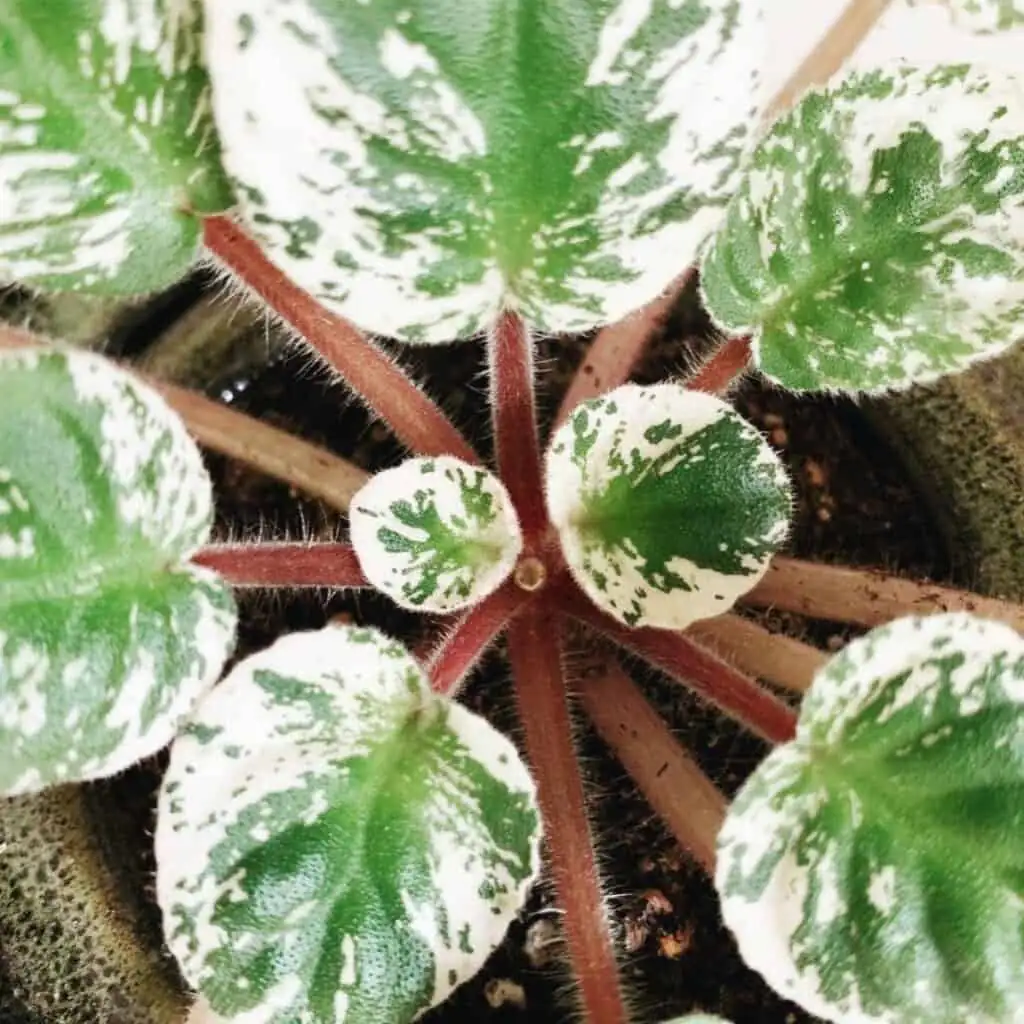 mealybugs on african violet leaves