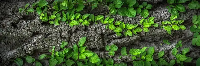 Why Do African Violets Have Fuzzy Leaves? Quirky Traits Explained