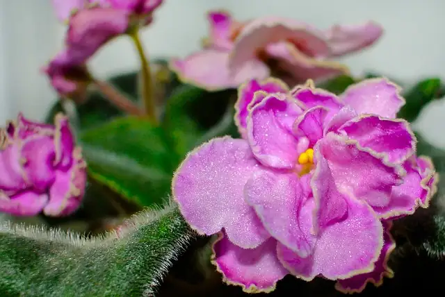 African Violet colorful blooms