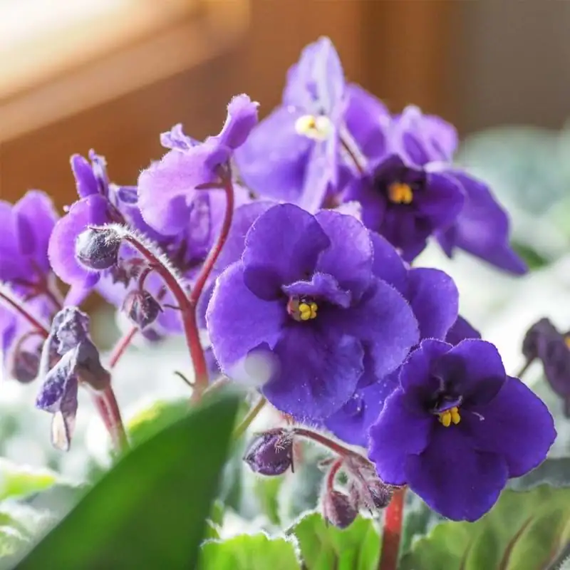 The Language of Flowers: The Symbolism Behind African Violets