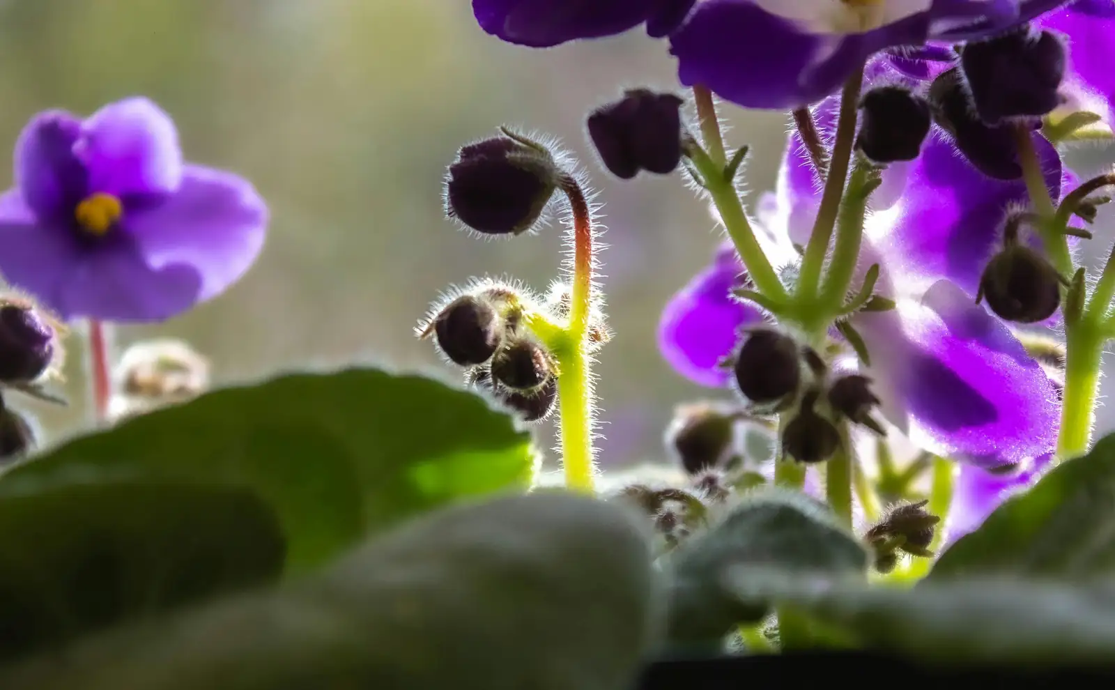 African violet gift arrangement