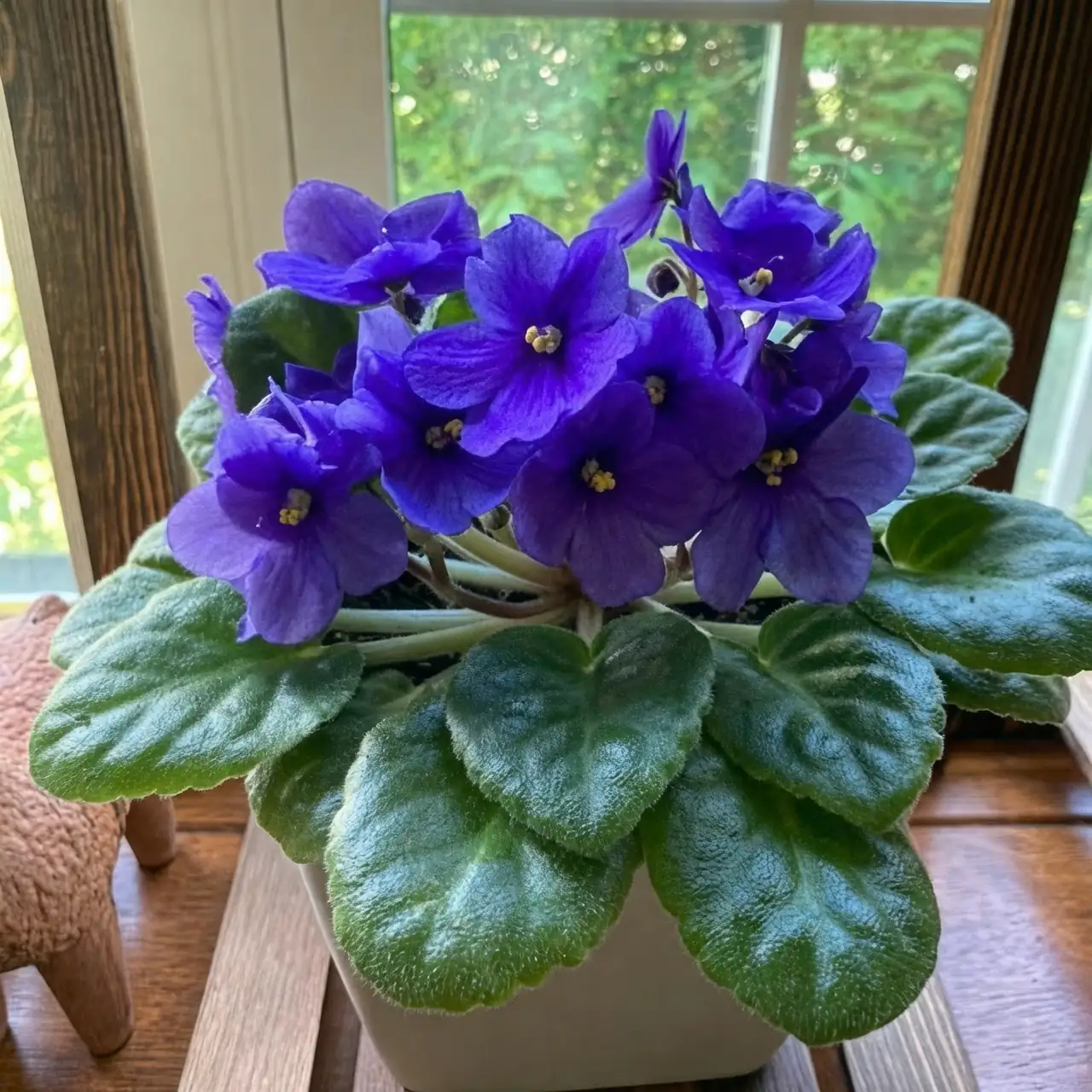 African violet care setup