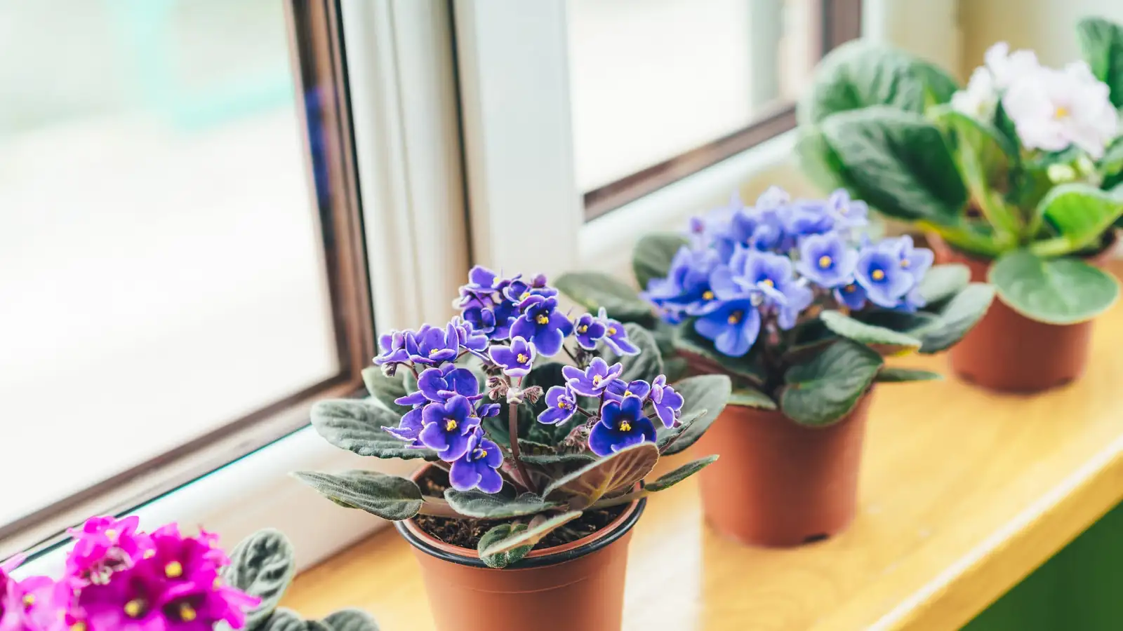 Interior Design with African Violets: Brighten Up Any Space