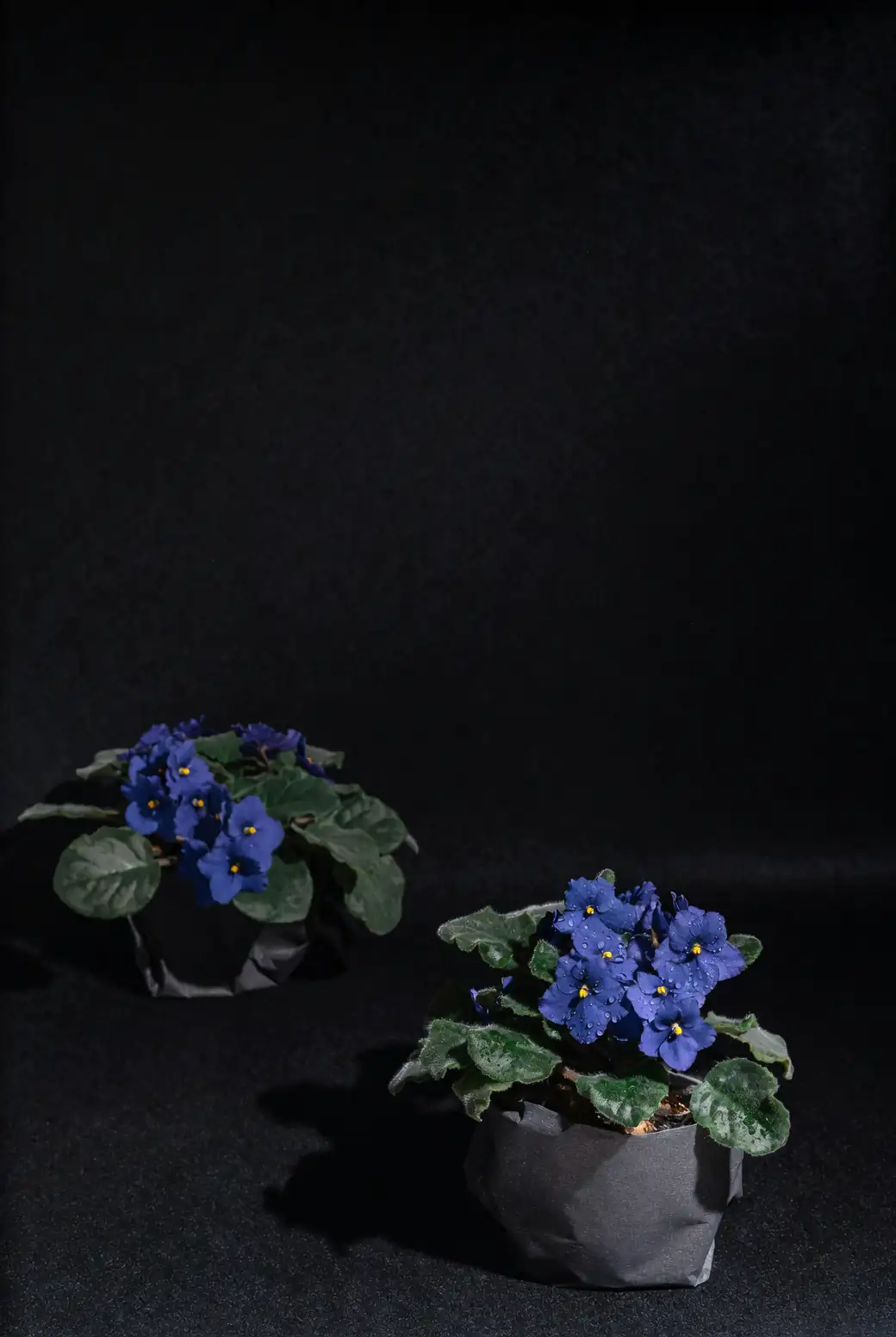 African violets on bookshelf