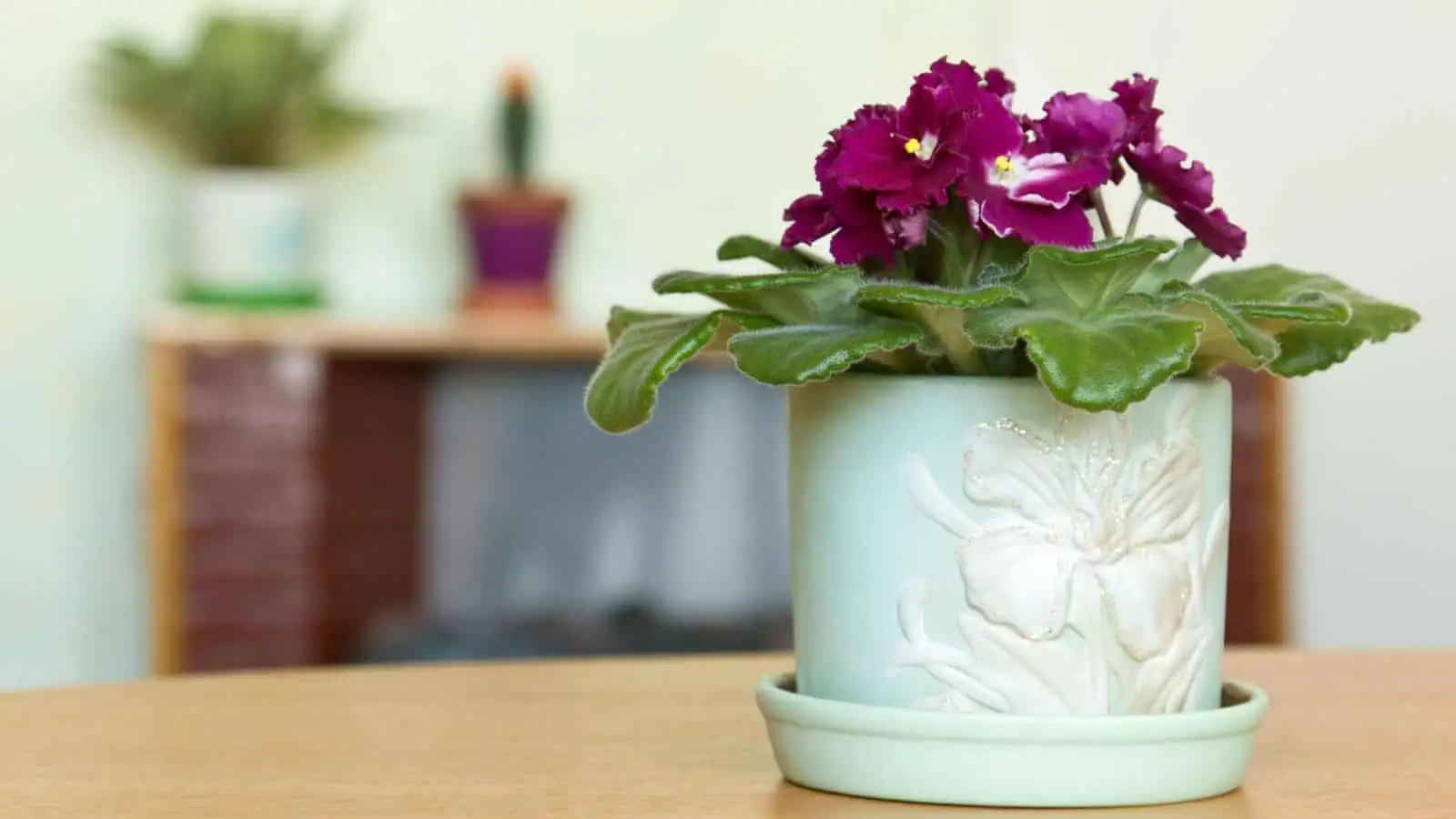 African violet on office desk