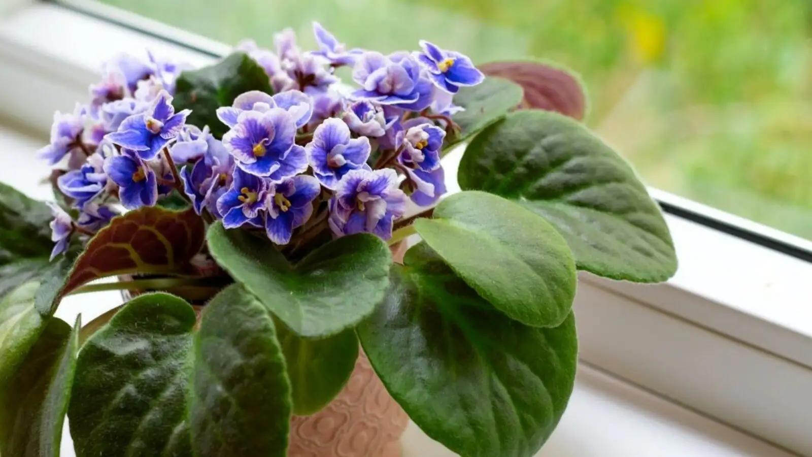 Propagation Masterclass: Growing New African Violets from Cuttings