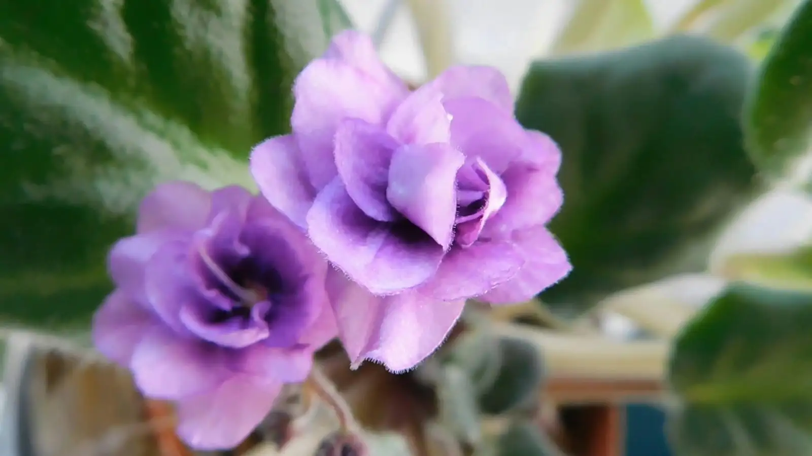 African violet propagation supplies