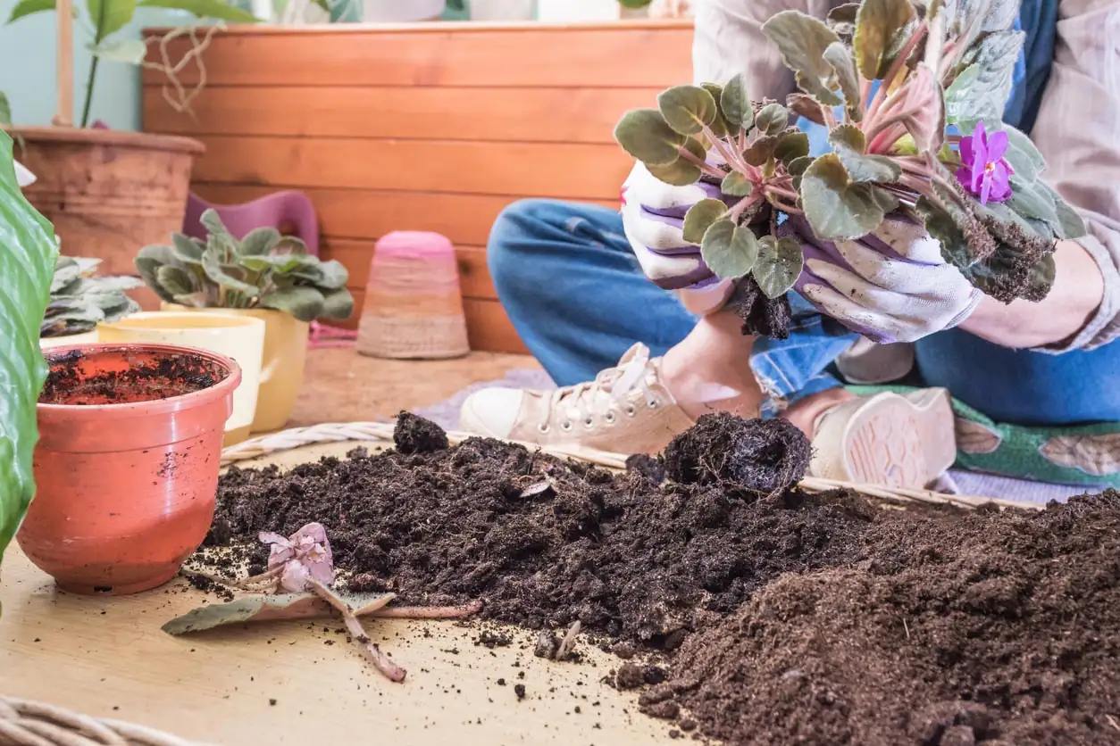 selecting healthy African violet leaf