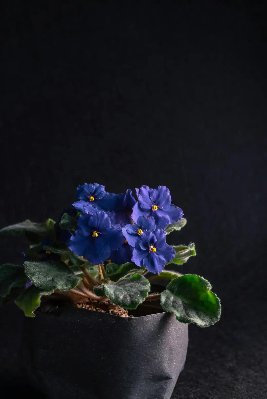 planting African violet leaf in pot