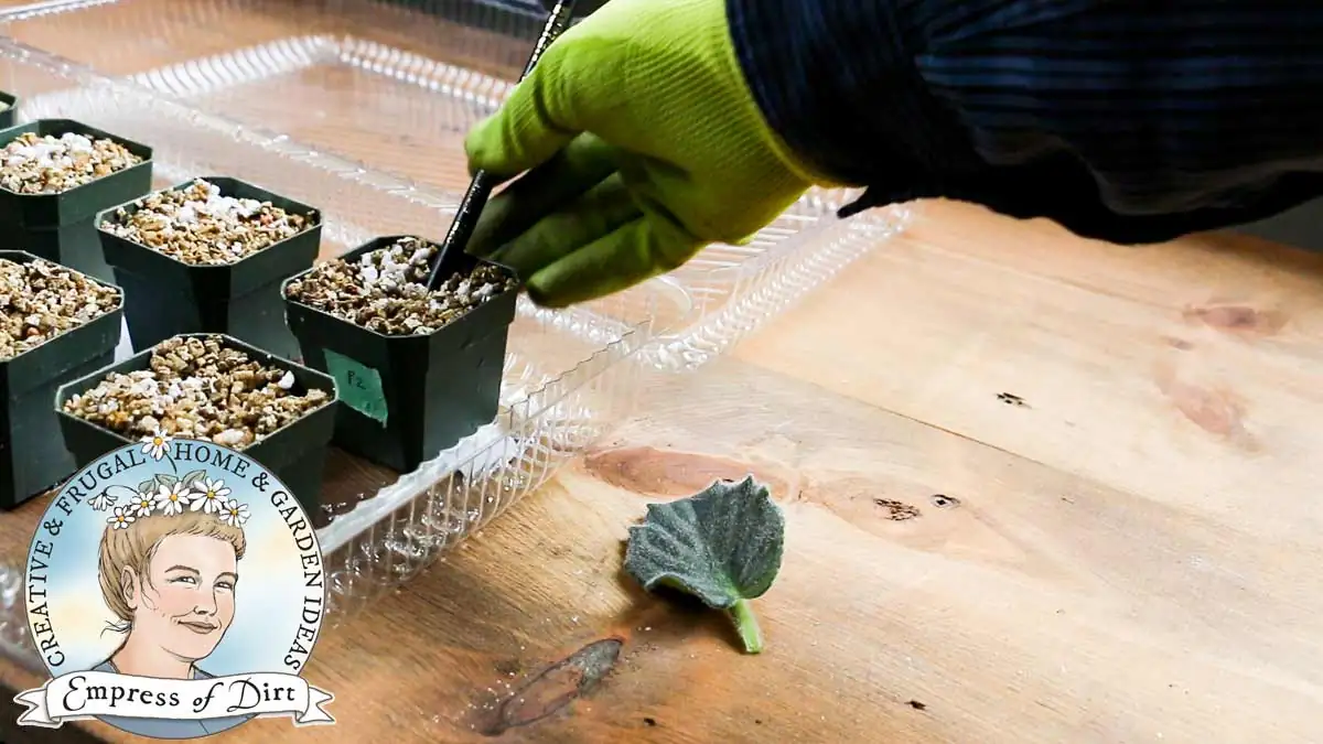 transplanting African violet plantlets