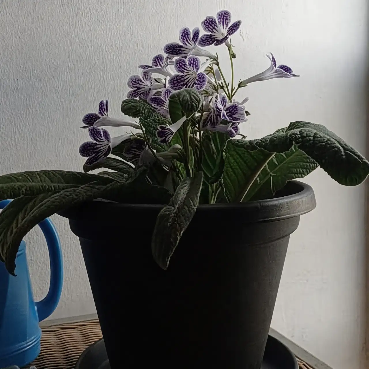 African violet window placement