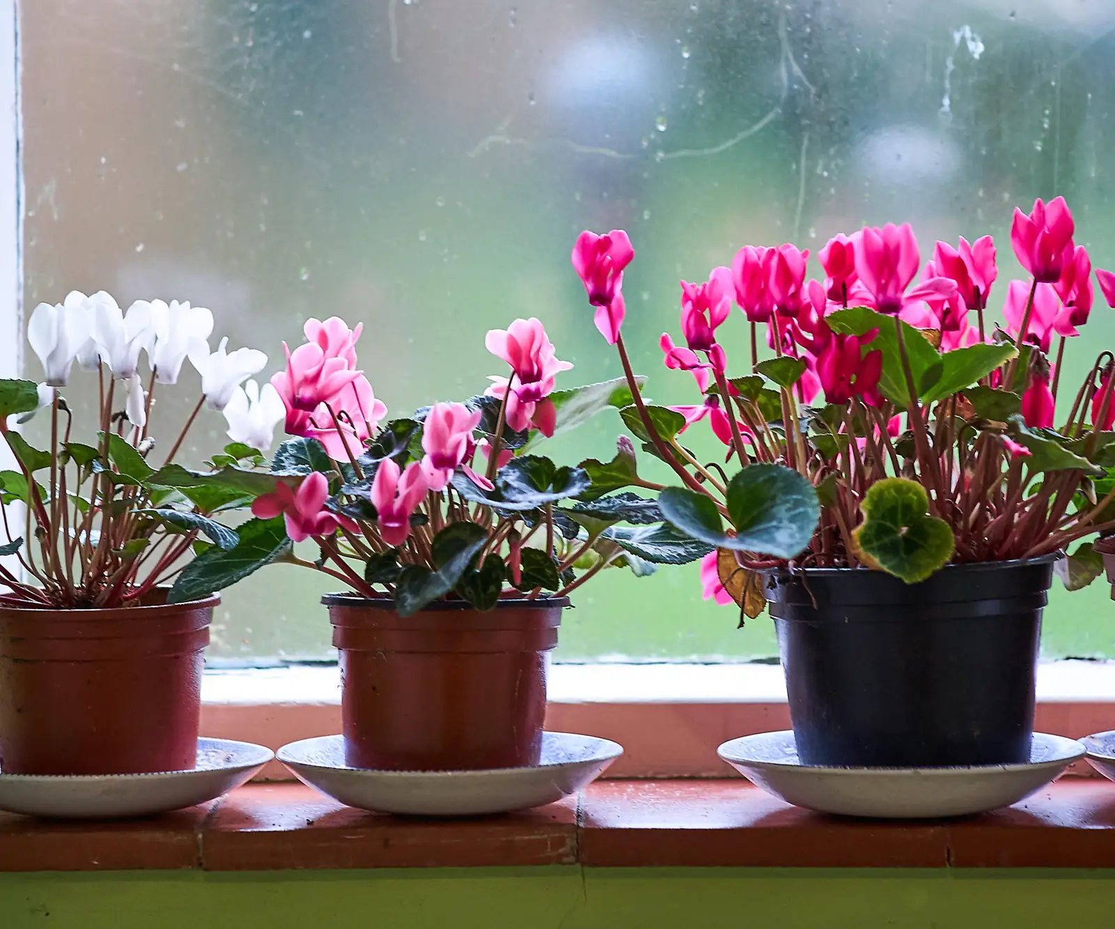 Mastering the Art of Cyclamen Care: Bright Lights and Cool Breezes!