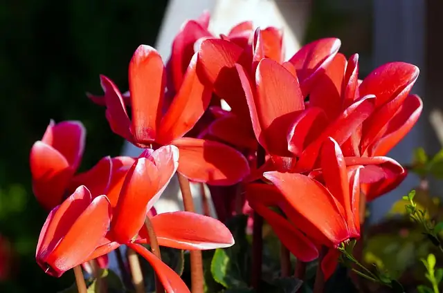 watering cyclamen bottom method