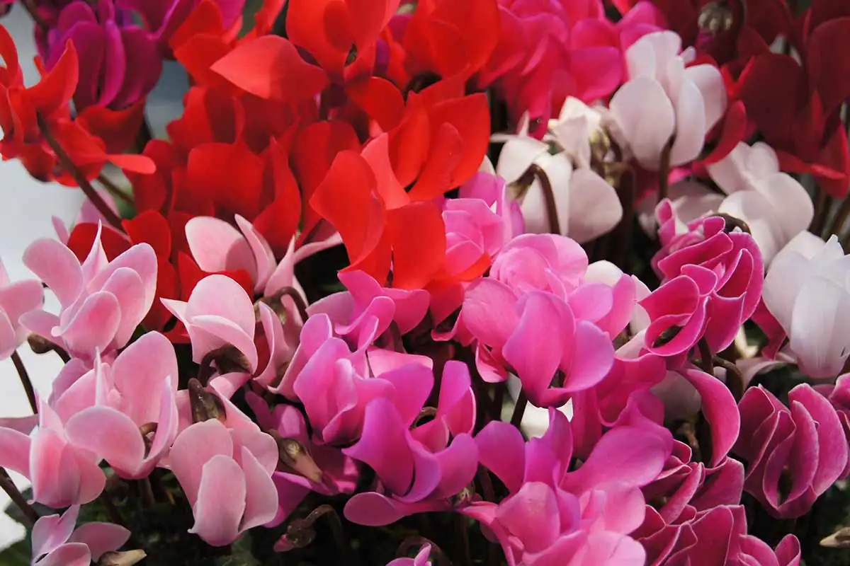 Battling Cyclamen Pests: Keep Your Butterfly Blooms Safe!