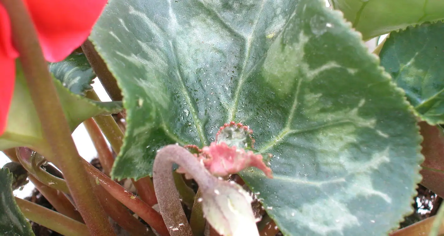 cyclamen aphid infestation close-up