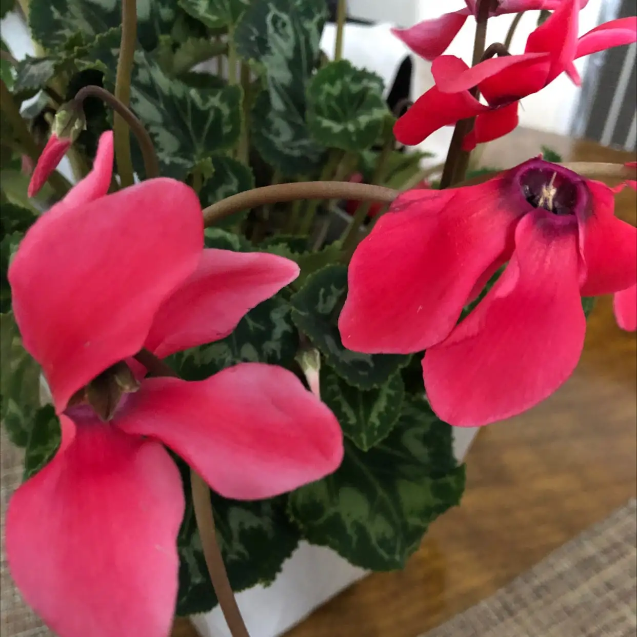 cyclamen plant healthy environment