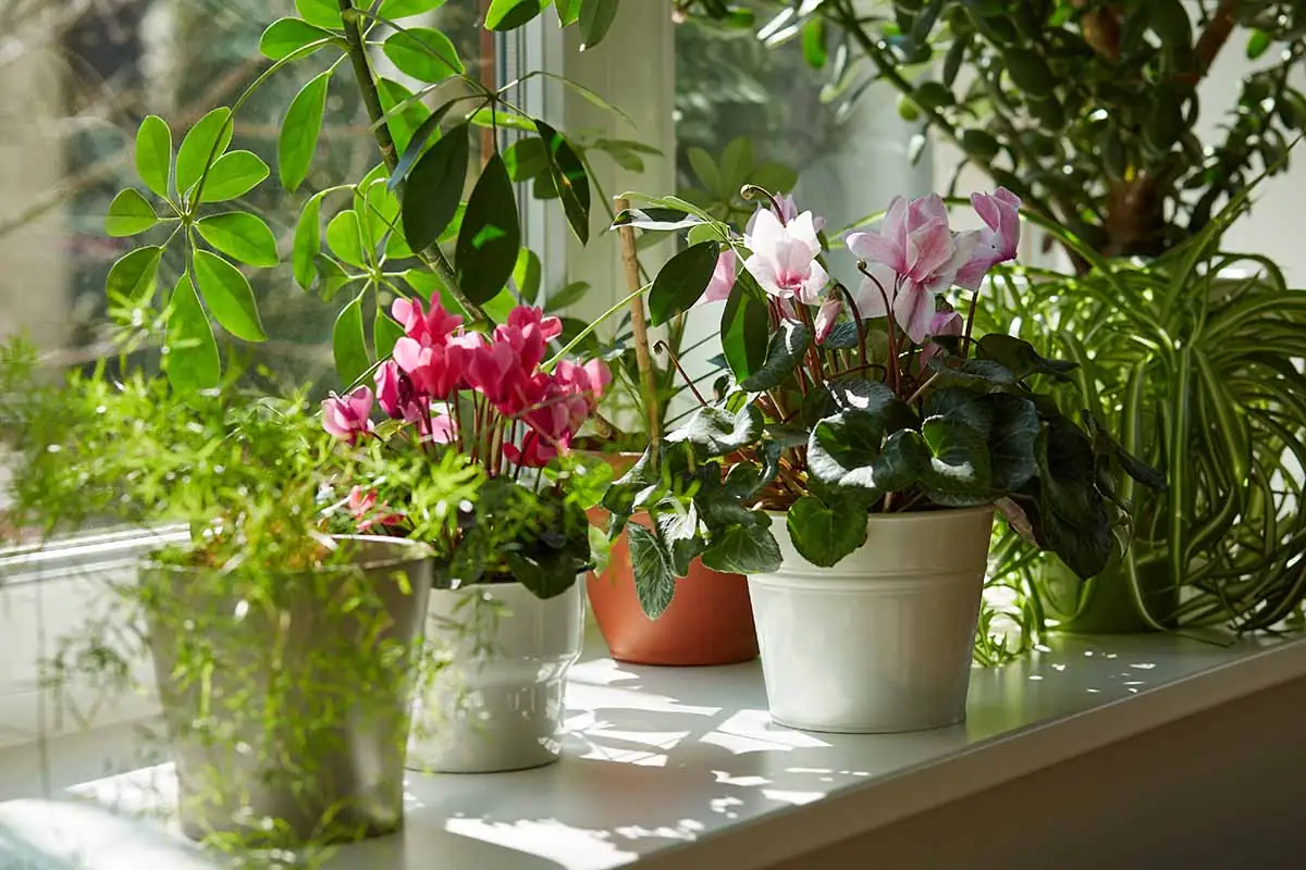 cyclamen east-facing window placement