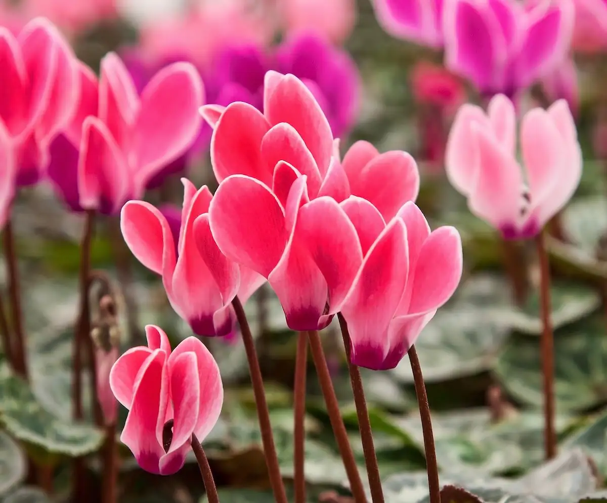 cyclamen colorful blooms close-up