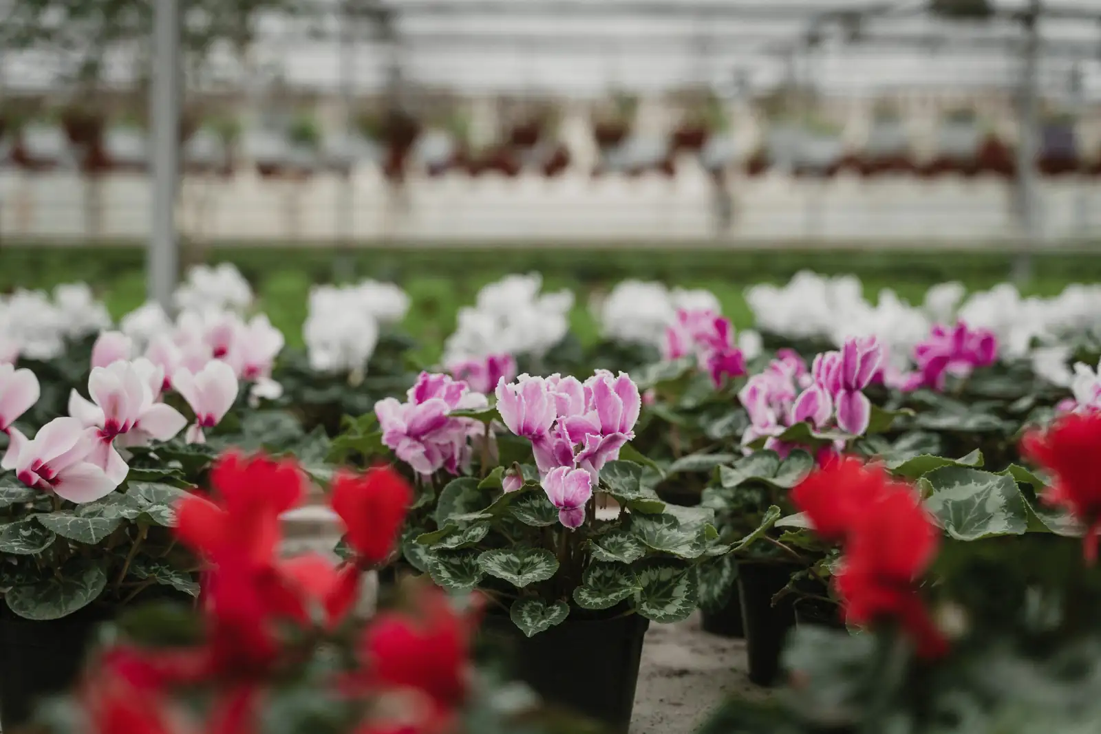 Quirky Cyclamen: Fun Facts About These Winter Bloomers