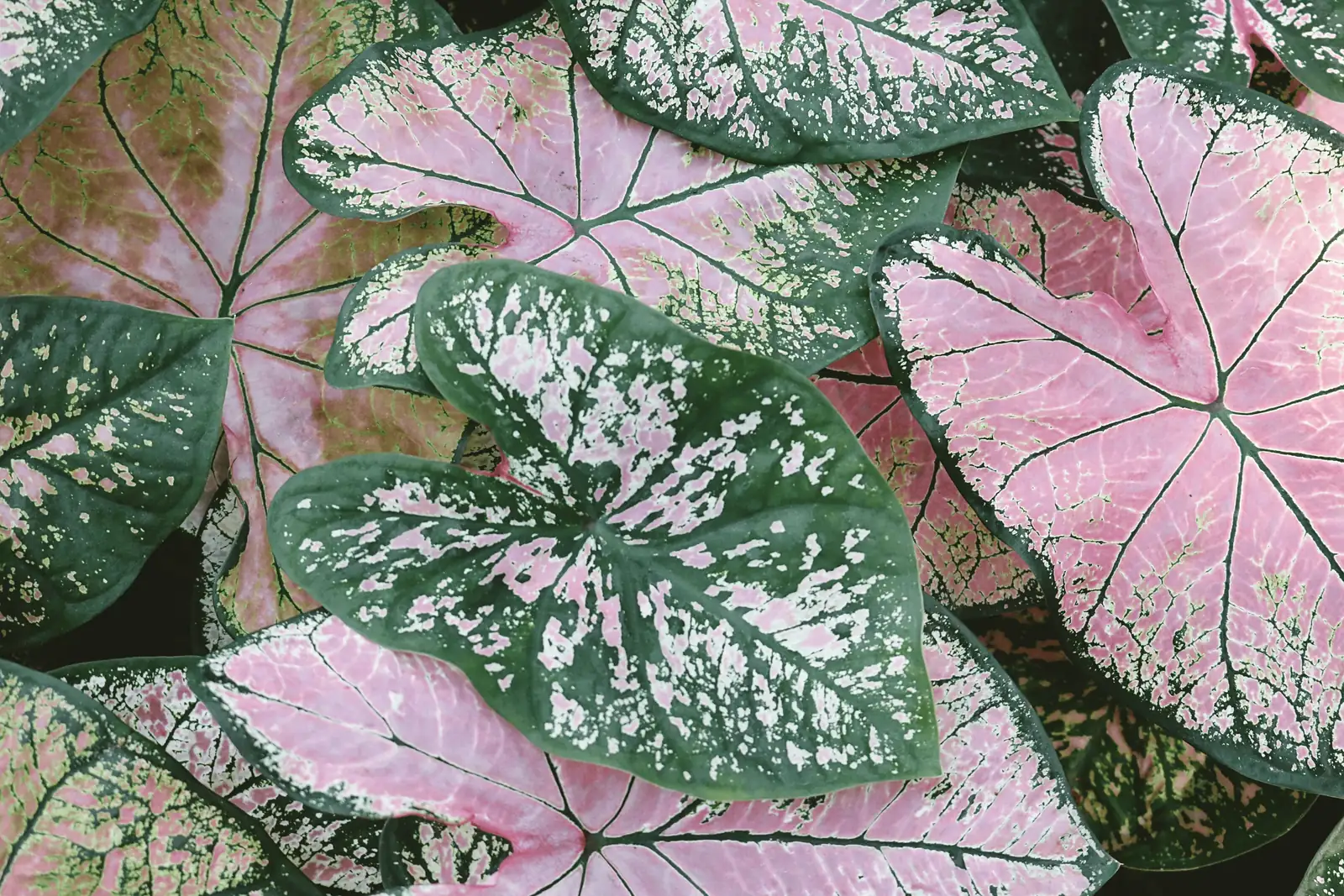 cyclamen heart-shaped leaves close-up