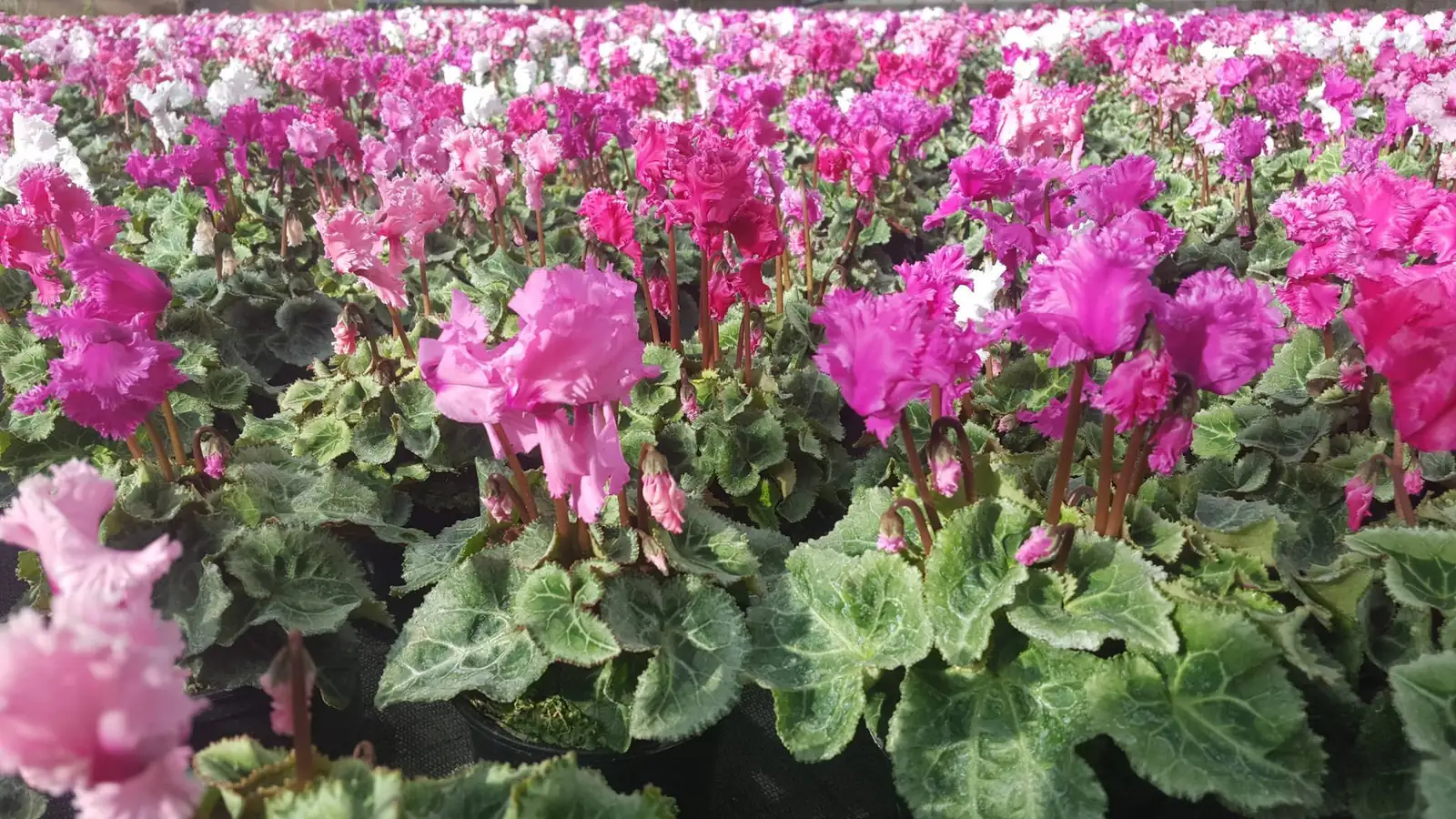 cyclamen colorful petals variety