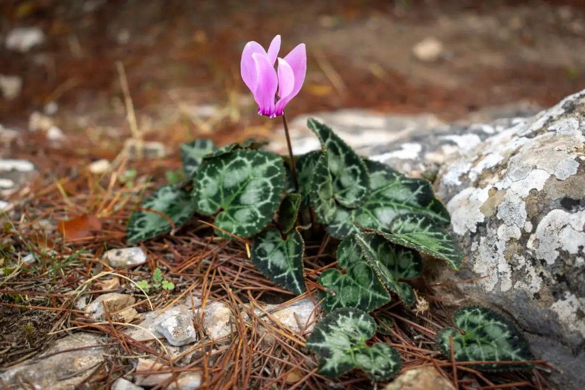 cyclamen in Mediterranean landscape