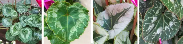 cyclamen heart-shaped leaves