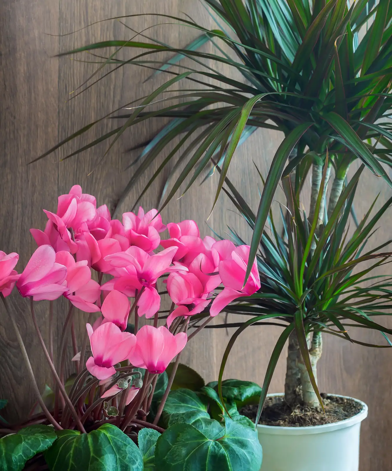 Cyclamen Chic: Adding Elegance to Your Indoor Spaces