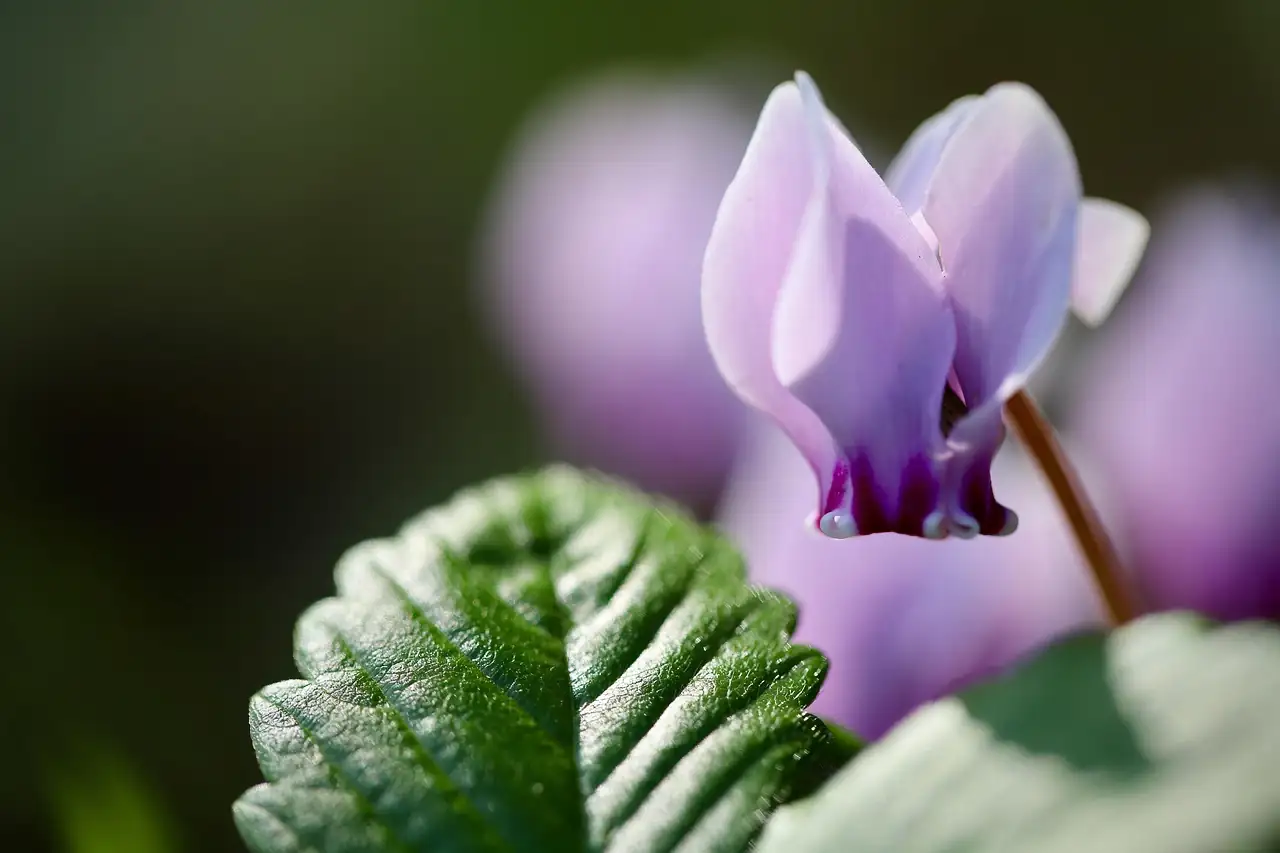 cyclamen close-up petals