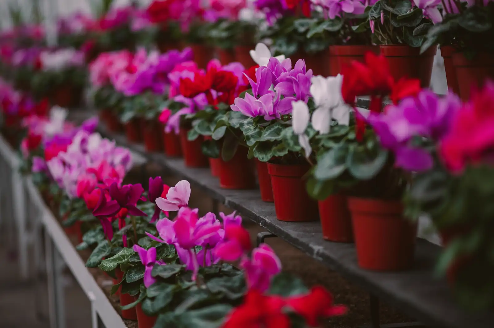 cyclamen variety colors