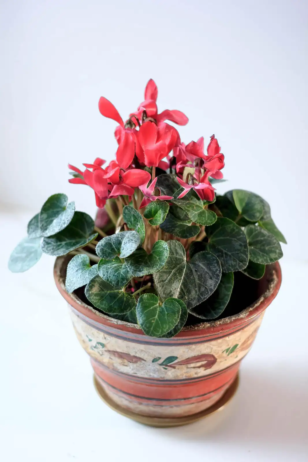 cyclamen seasonal decor