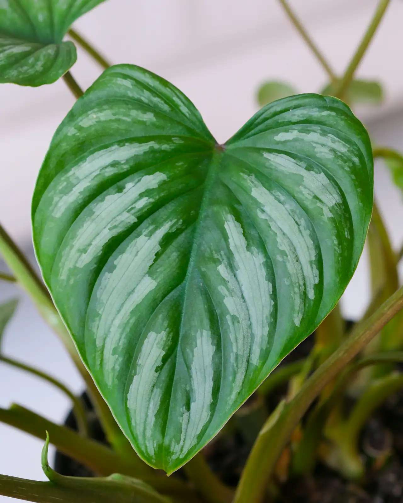 Seed to Bloom: The Ultimate Cyclamen Propagation Masterclass