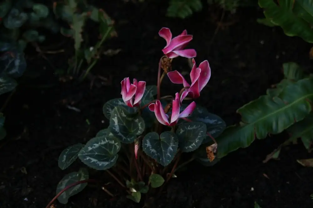 cyclamen seed capsules opening