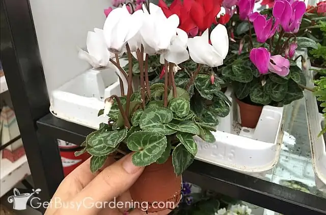 Cyclamen Companions: The Best Plants to Pair with Your Florist’s Cyclamen