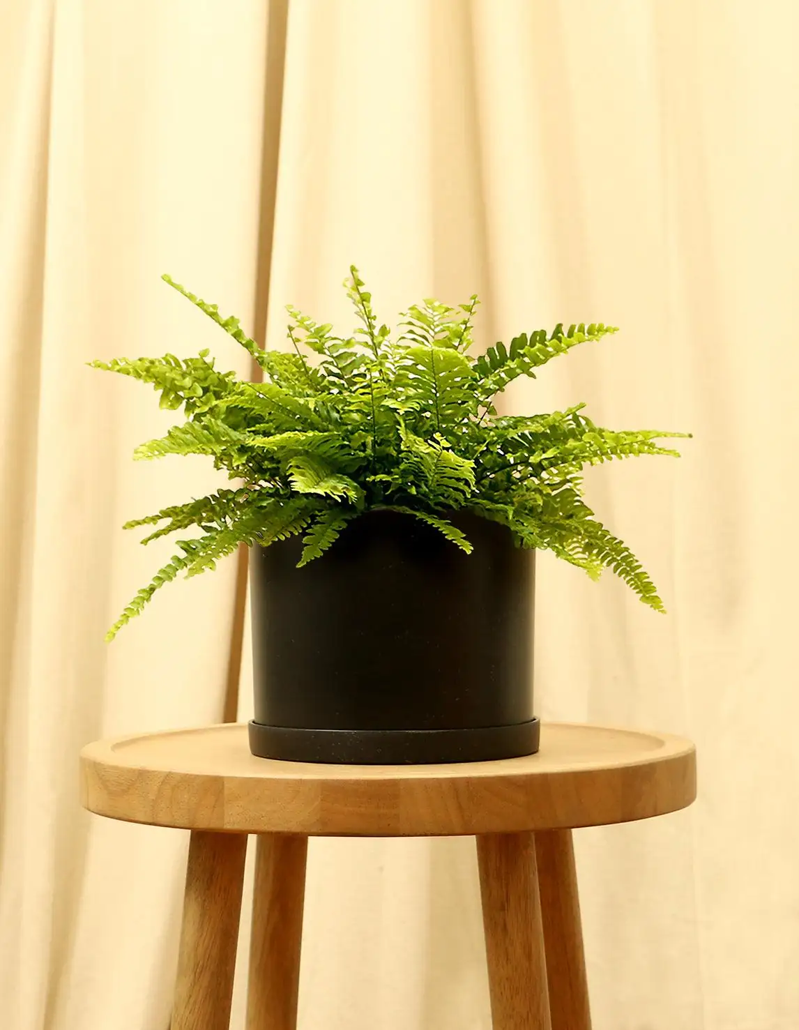 boston fern indoor pot