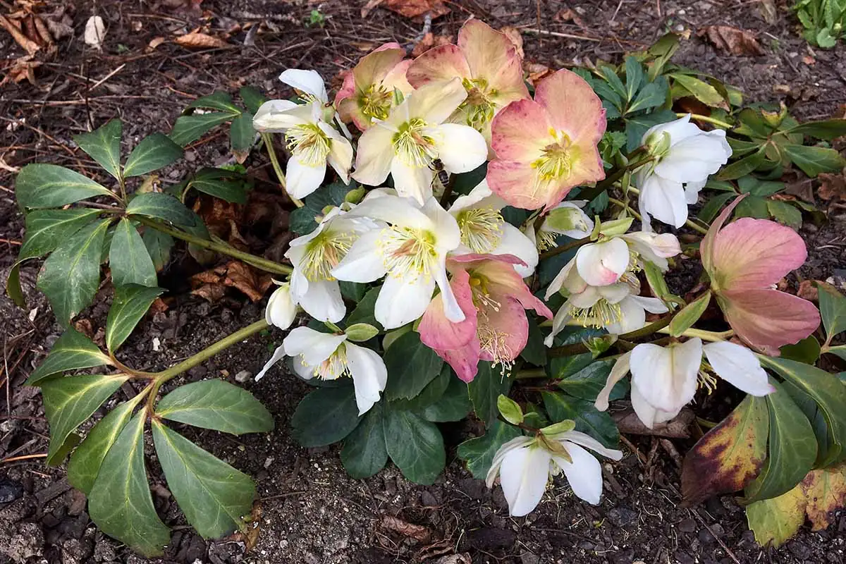 hellebores blooming garden