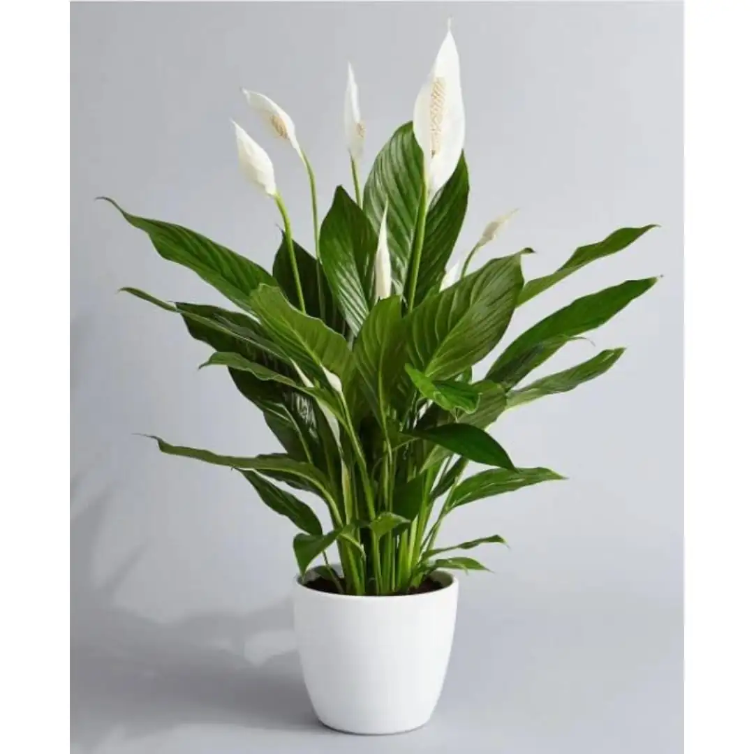 peace lily indoor plant