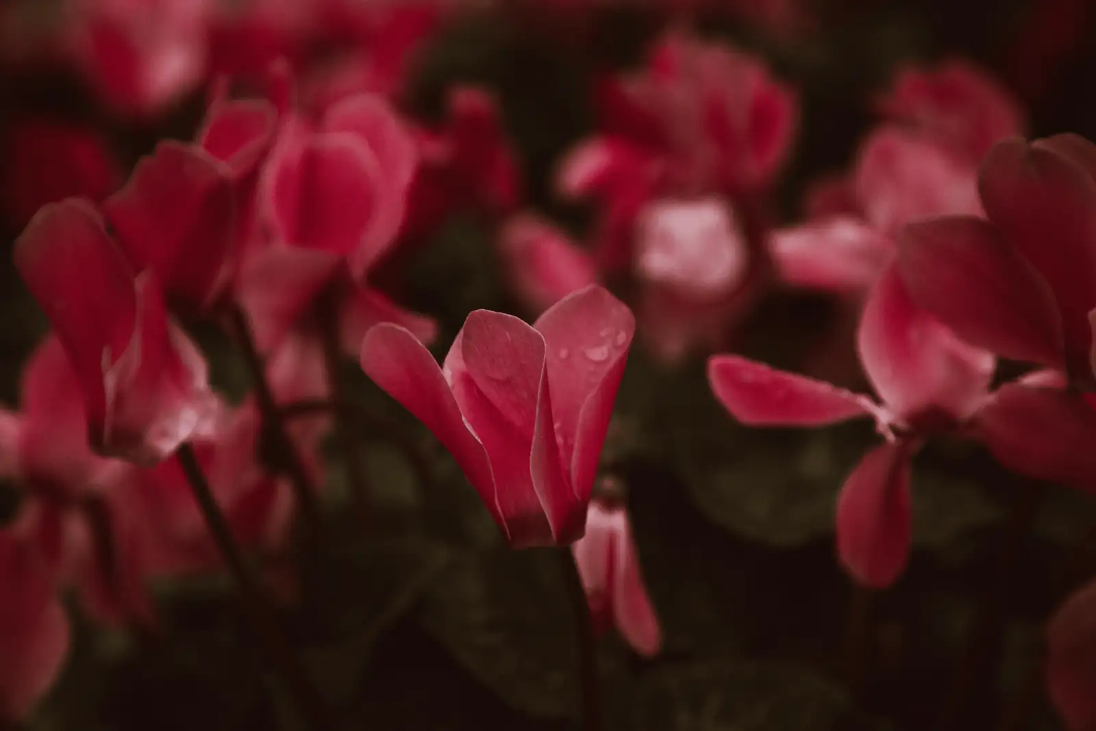 cyclamen flower close-up
