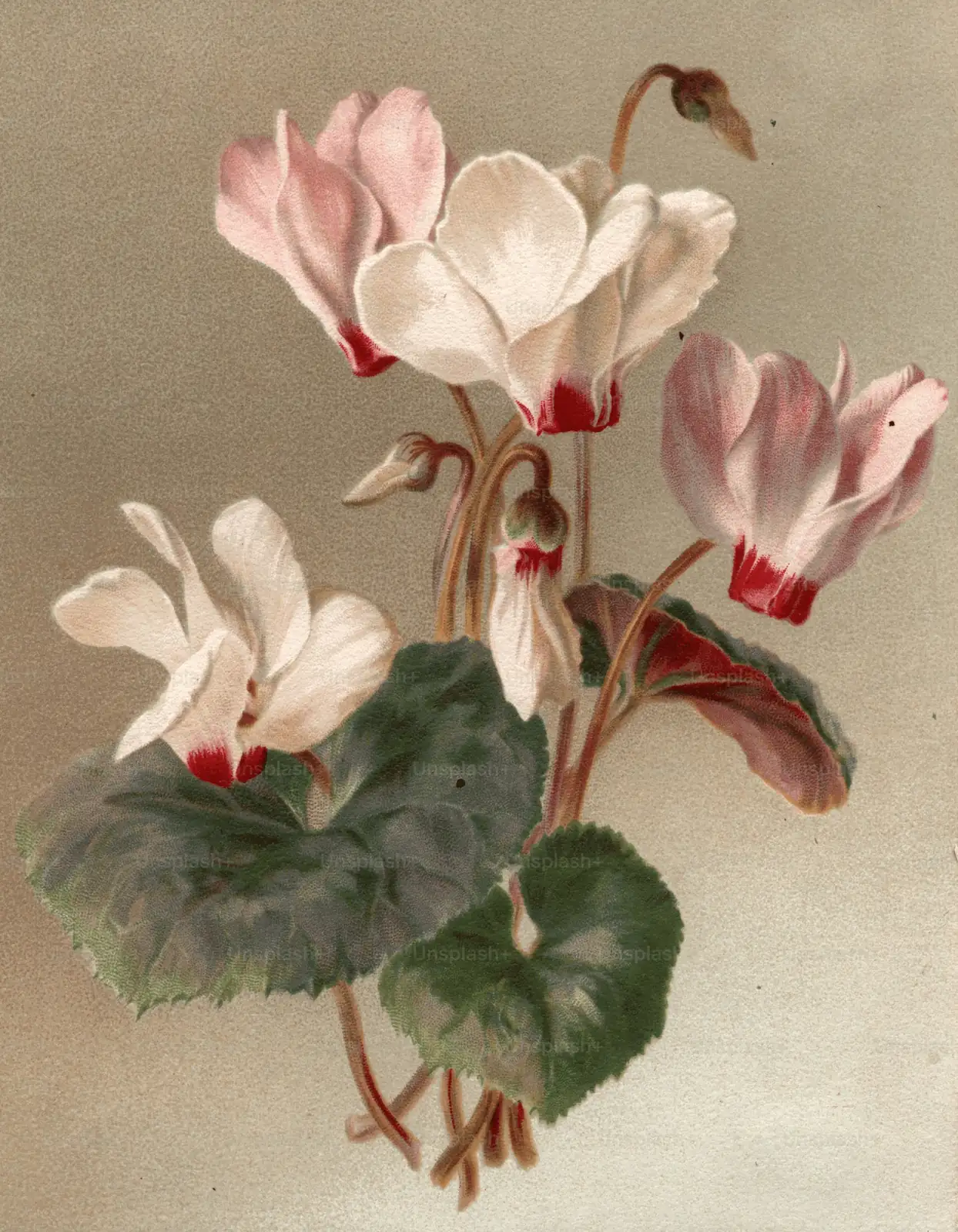 cyclamen historical illustration