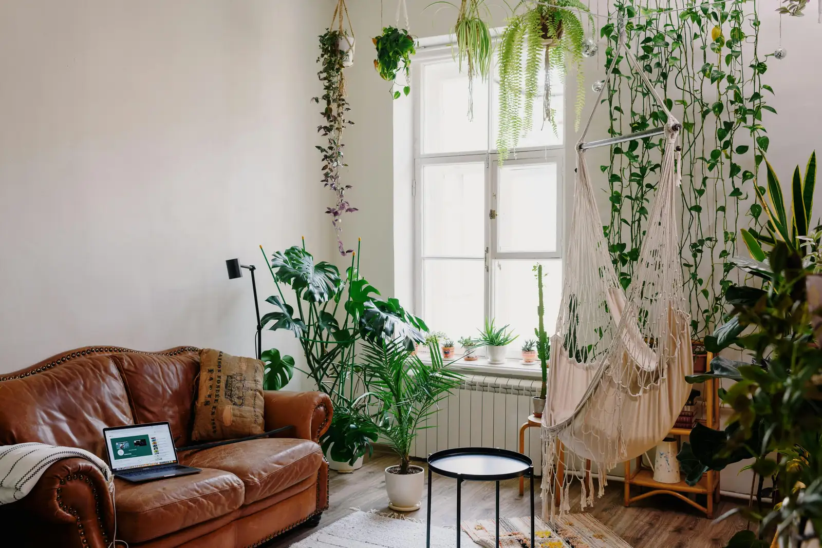 Philodendron Care 101: Mastering Watering and Light for Lush Growth