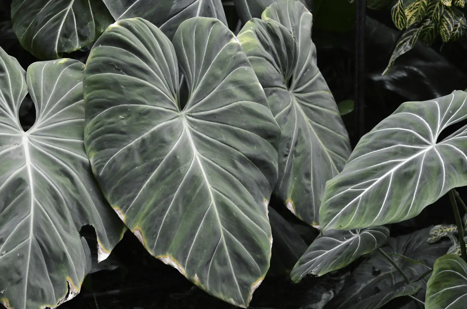 Pest Patrol: Keeping Your Philodendron Bug-Free and Healthy