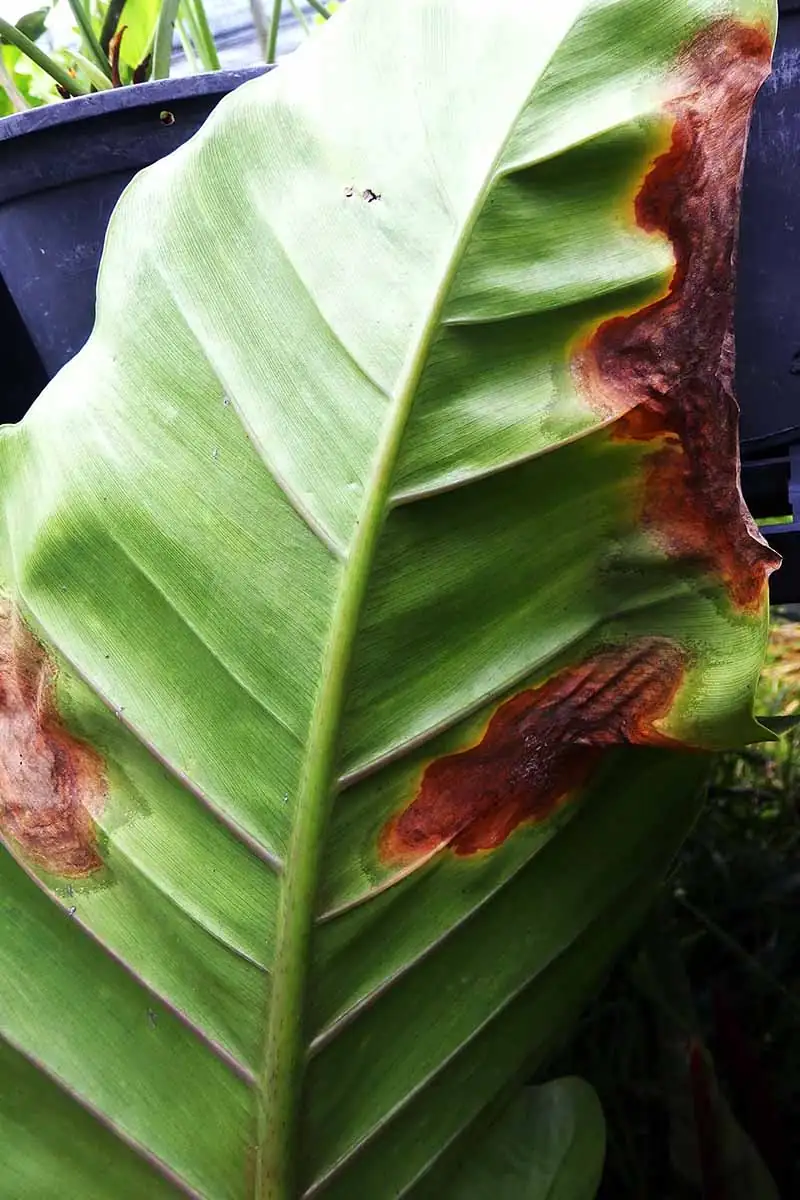 bacterial blight on philodendron