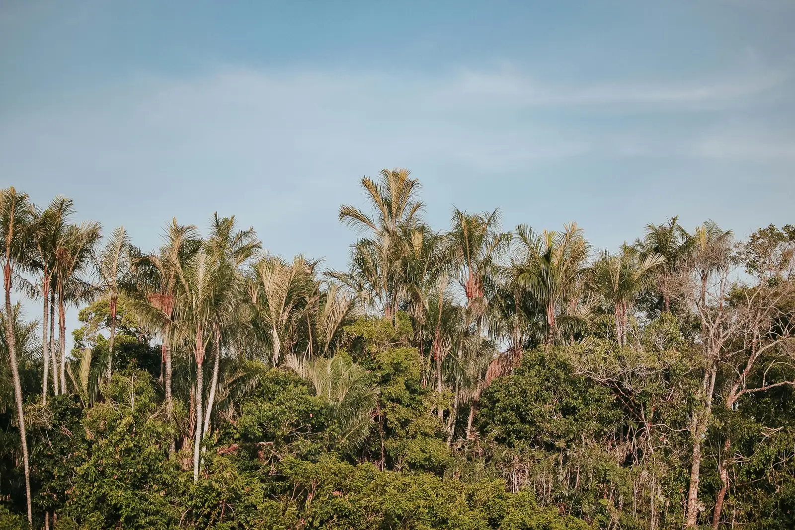 From the Wild to Your Home: The Adventure of Philodendrons