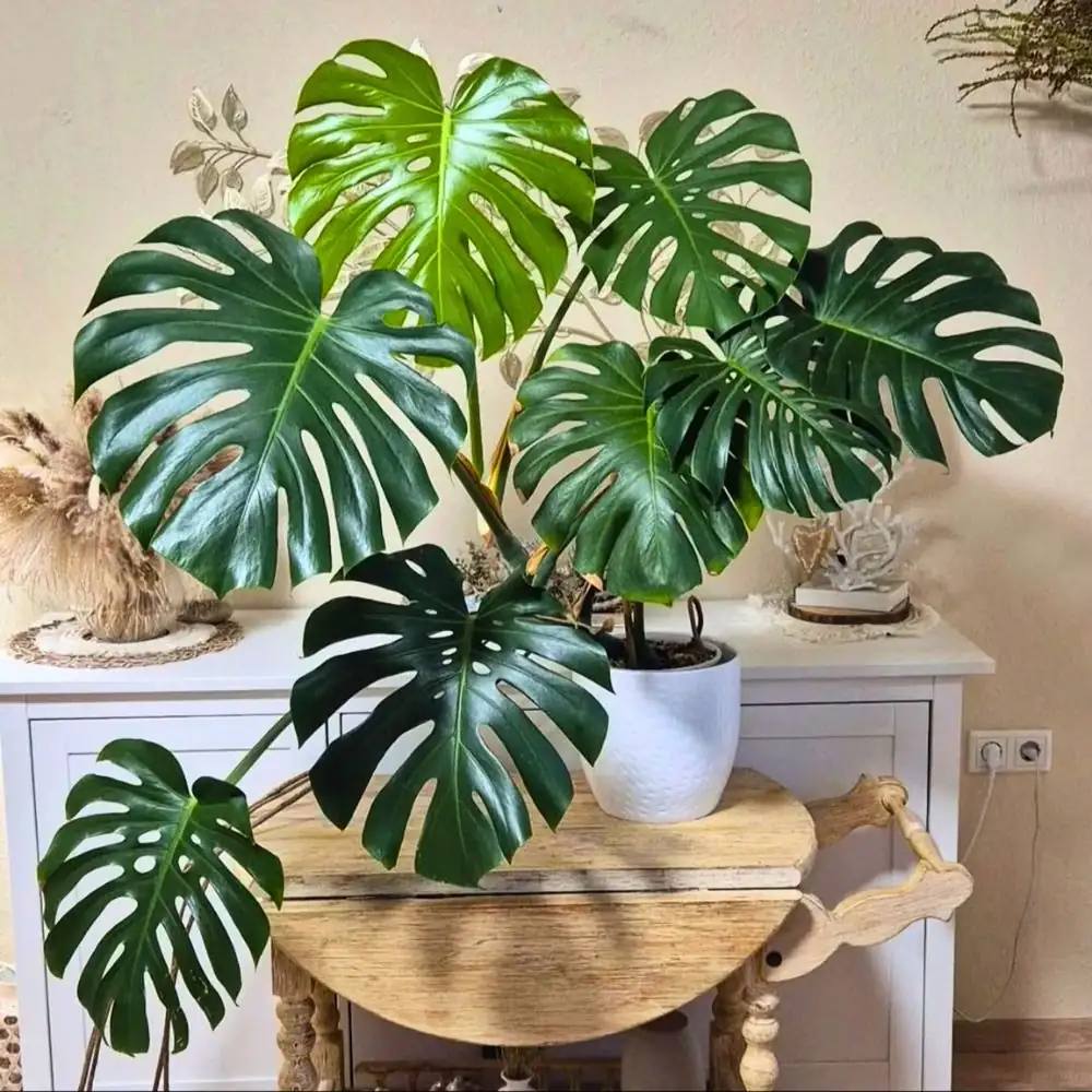 philodendron in modern living room