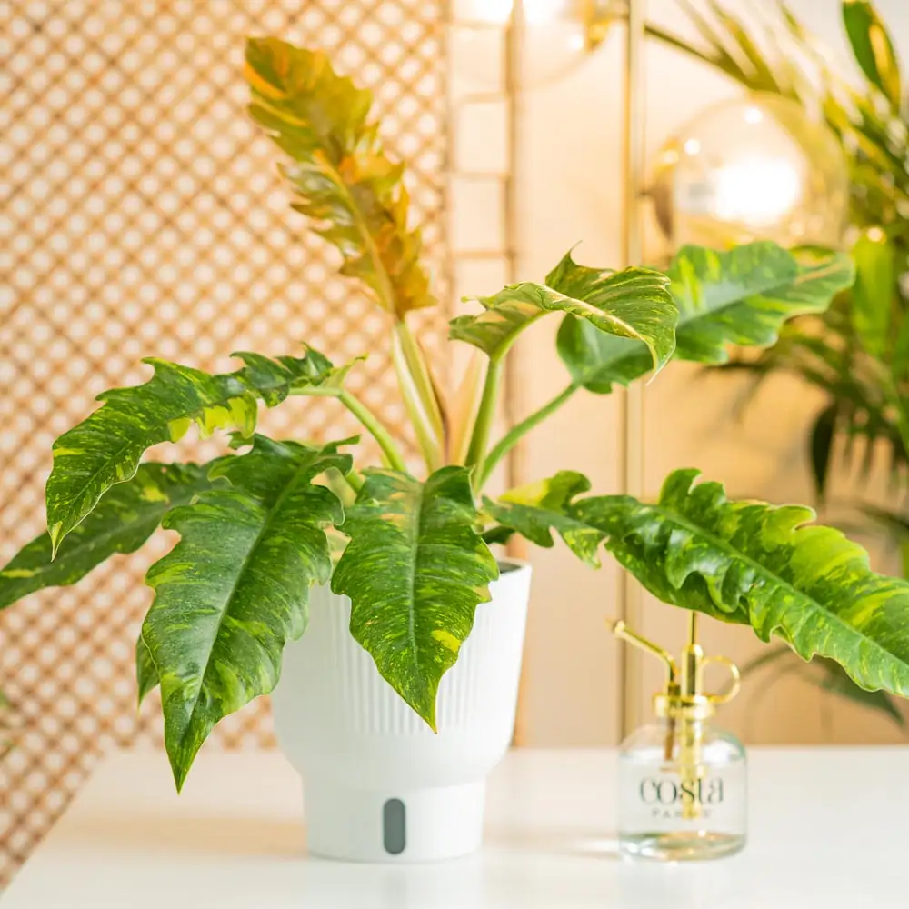watering philodendron plant indoors