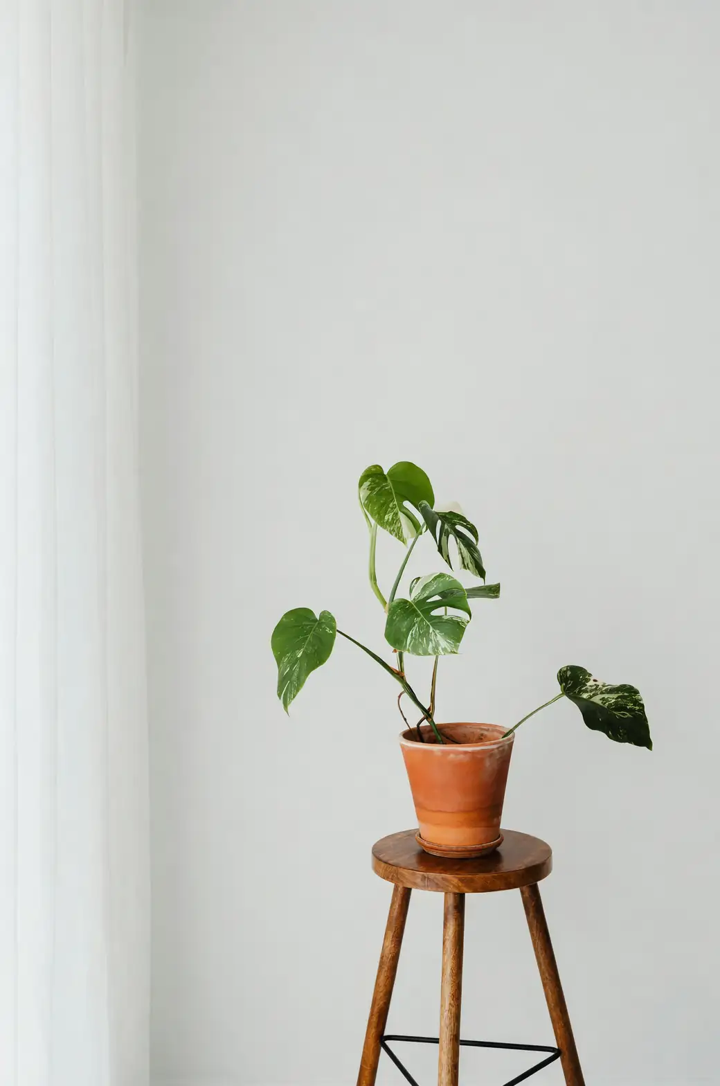 The Heart of the Matter: Philodendron Symbolism and Cultural Significance
