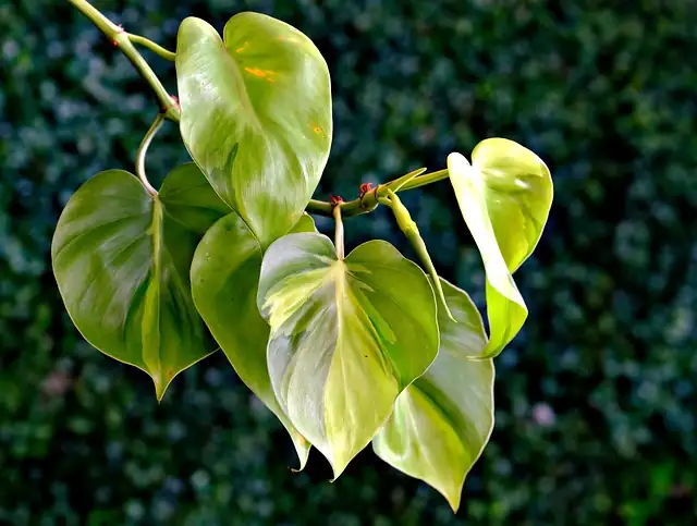 philodendron heart-shaped leaves