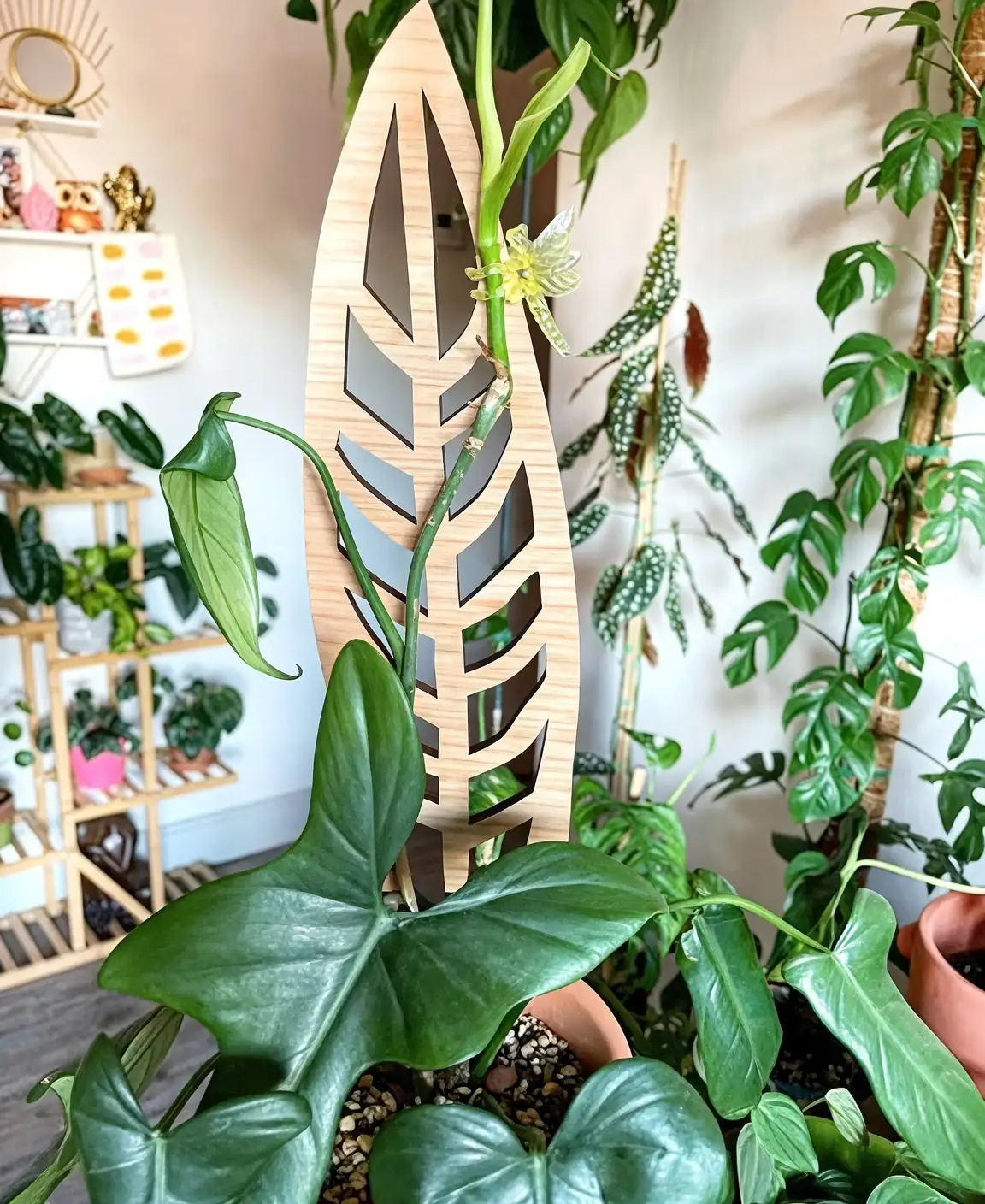 philodendron indoor trellis