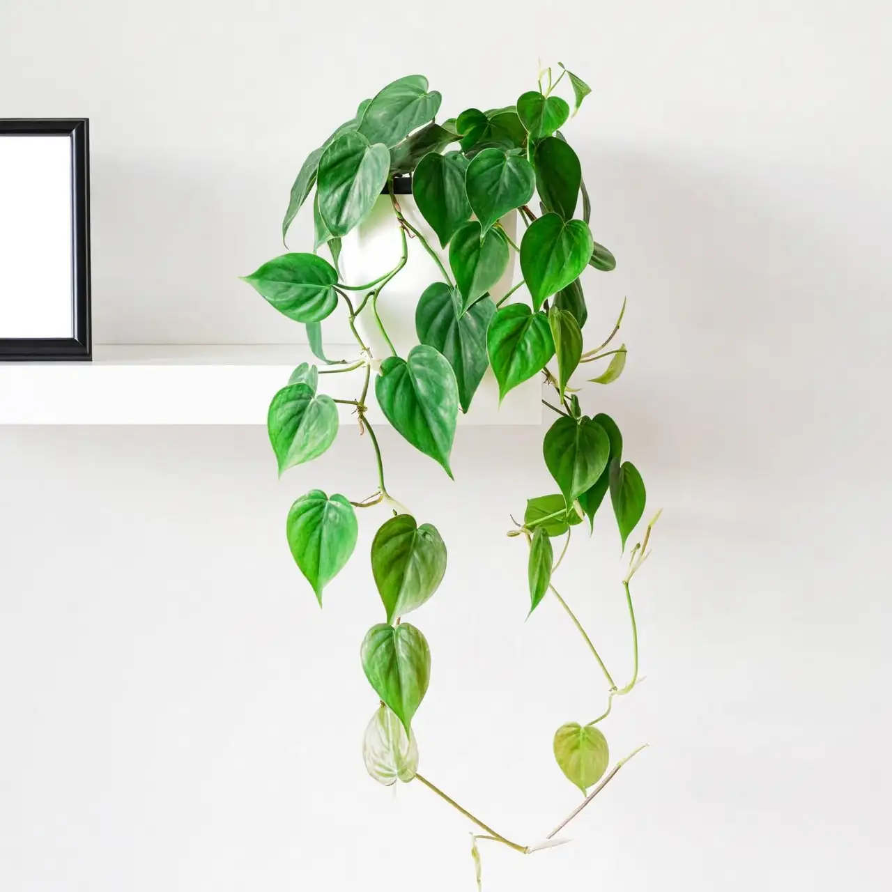 heartleaf philodendron trailing shelf